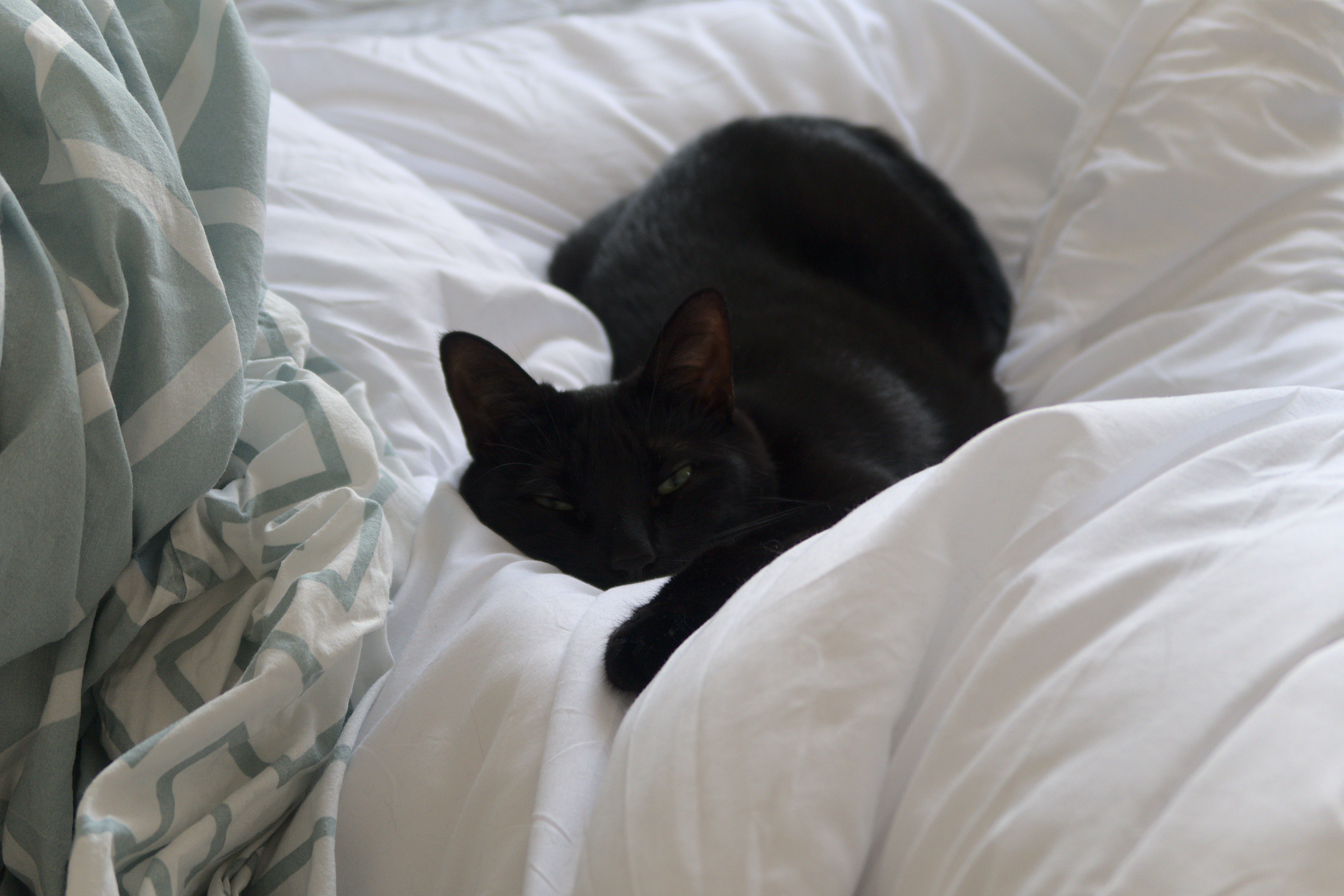 A small black cat sits on a white comforter, with a pale green blanket next to her. She’s found (or made) a small hollow in the white comforter and is in it. At the moment of the picture, she is laying on her belly, with her eyes mostly closed and one front paw out forward. She looks very sleepy and comfortable.