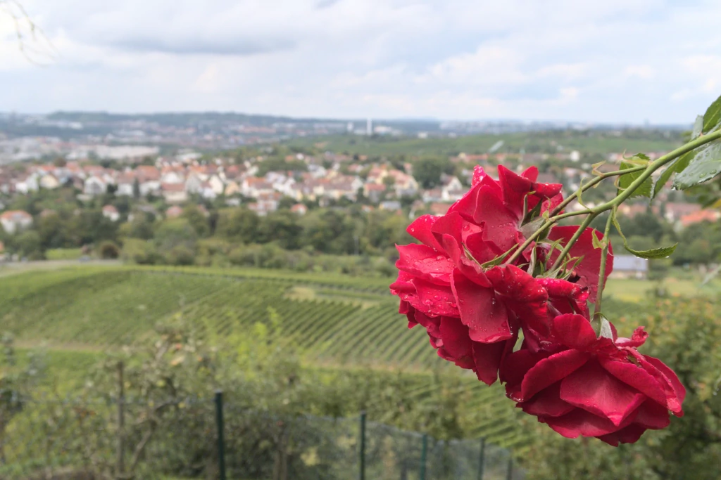 Rosen sind rot&hellip; And yes, by another name, they do still smell sweet! The focus of this image is two red roses seen from the side, positioned in the right-hand third of the picture and in focus. The rest of the image is out of focus. The power half of the image is rows of distant green grape vines. The next quarter of the image is out-of-focus homes, mostly white with red-orange roofs. And the last quarter right at the top of the image is a mostly cloudy sky.